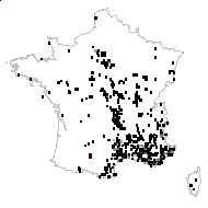 Poa bulbosa L. - carte des observations