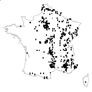 Poa muralis Wibel - carte des observations