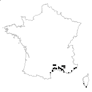 Psilurus incurvus (Gouan) Schinz & Thell. - carte des observations