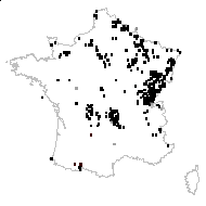 Crepis biennis L. - carte des observations