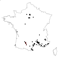 Sorghum halepense var. coloratum Goiran - carte des observations