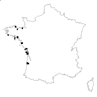 Spartina maritima (Curtis) Fernald - carte des observations