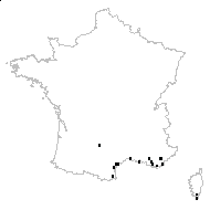 Dactylis patens Aiton - carte des observations