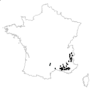 Stipa capillata L. - carte des observations