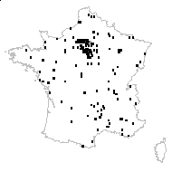 Triticum imberbe Desv. - carte des observations