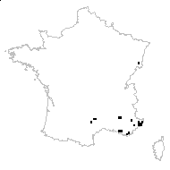 Crepis nicaeensis Balb. - carte des observations