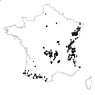 Geracium paludosum (L.) Rchb. - carte des observations