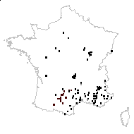 Crepis pulchra L. - carte des observations