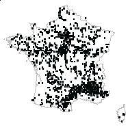 Pinus austriaca Höss - carte des observations