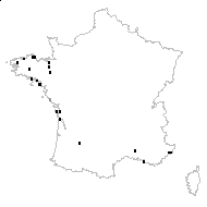 Cupressus macrocarpa Hartw. ex Gordon - carte des observations