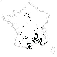 Cedrus libani subsp. atlantica (Manetti ex Endl.) Batt. & Trab. - carte des observations