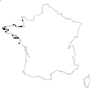 Asplenium marinum L. - carte des observations