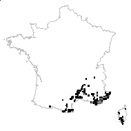 Asplenium virgilii Bory - carte des observations