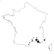 Asplenium petrarchae (Guérin) DC. subsp. petrarchae - carte des observations