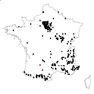 Asplenium ruta-muraria L. subsp. ruta-muraria - carte des observations