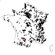 Allostelites arvense (L.) Börner - carte des observations