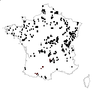 Equisetum polystachyum Bruckn. - carte des observations