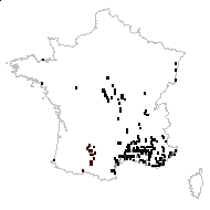 Equisetum hyemale subsp. elongatum (Willd.) Milde - carte des observations