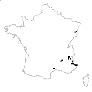 Doronicum hirsutum Lam. - carte des observations