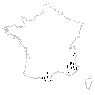 Xeranthemum corymbosum Lam. - carte des observations