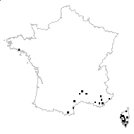 Gnaphalium angustifolium Lam. - carte des observations