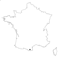 Helichrysum italicum subsp. serotinum (DC.) P.Fourn. - carte des observations