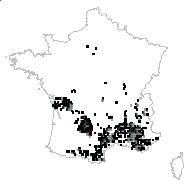 Acer rectangulum Dulac - carte des observations