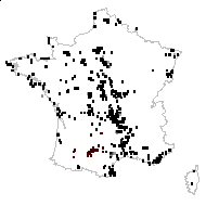 Aira caryophyllea var. divergens N.H.F.Desp. - carte des observations