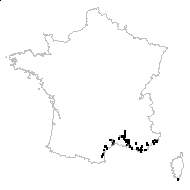 Moscharia forsskalii J.F.Gmel. - carte des observations