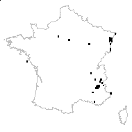 Ascalonicum scorodoprasum (L.) Renault - carte des observations
