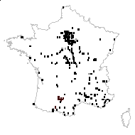 Amaranthus hybridus L. - carte des observations