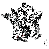 Anthoxanthum odoratum var. altissimum Eaton & Wright - carte des observations