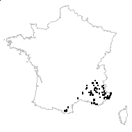 Antirrhinum majus subsp. latifolium (Mill.) Bonnier & Layens - carte des observations