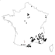 Antirrhinum majus L. - carte des observations