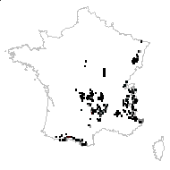 Arnica petiolata Schur - carte des observations