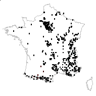 Asplenium ruta-muraria L. - carte des observations