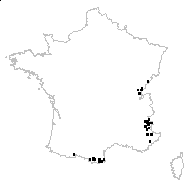 Hieracium caesium (Fr.) Fr. - carte des observations
