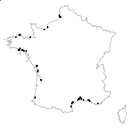 Aster macrolophus H.Lév. & Vaniot - carte des observations