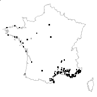 Avena barbata Pott ex Link subsp. barbata - carte des observations