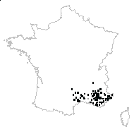 Avenula bromoides (Gouan) H.Scholz subsp. bromoides - carte des observations