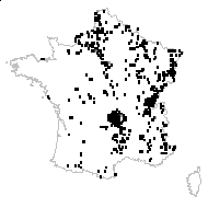 Avenula pubescens (Huds.) Dumort. subsp. pubescens - carte des observations