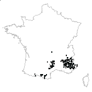 Carlina acanthifolia All. subsp. acanthifolia - carte des observations