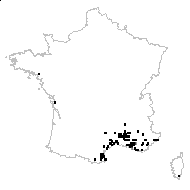 Alophium tenuifolium Cass. - carte des observations