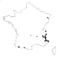 Hieracium piliferum Hoppe - carte des observations