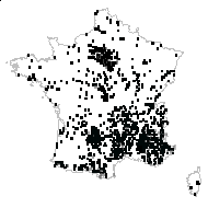 Mandonia pilosella (L.) Sch.Bip. - carte des observations