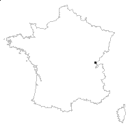 Cirsium ×pallens DC. - carte des observations