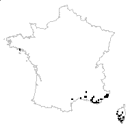 Hypochaeris achyrophorus L. - carte des observations