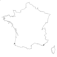 Cyrtomium falcatum (L.f.) C.Presl - carte des observations