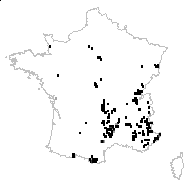 Hypochaeris carpatica Pax - carte des observations