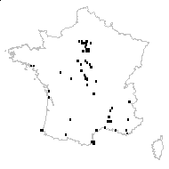 Stramonium vulgare Moench - carte des observations